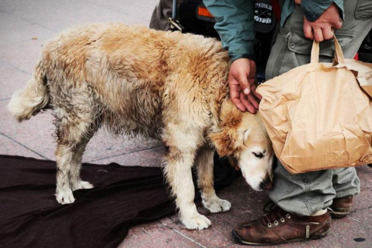 怎么样才能溺爱狗狗,被溺爱的狗狗如何纠正