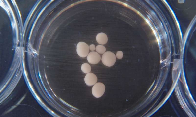 智能ai和人工智能有啥区别,ai智能与人工智能