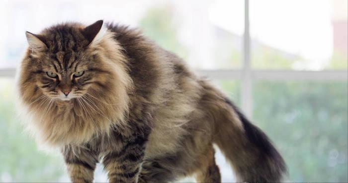 没养过猫的你知道猫咪的小秘密吗 (养猫人必须要知道的猫咪知识)