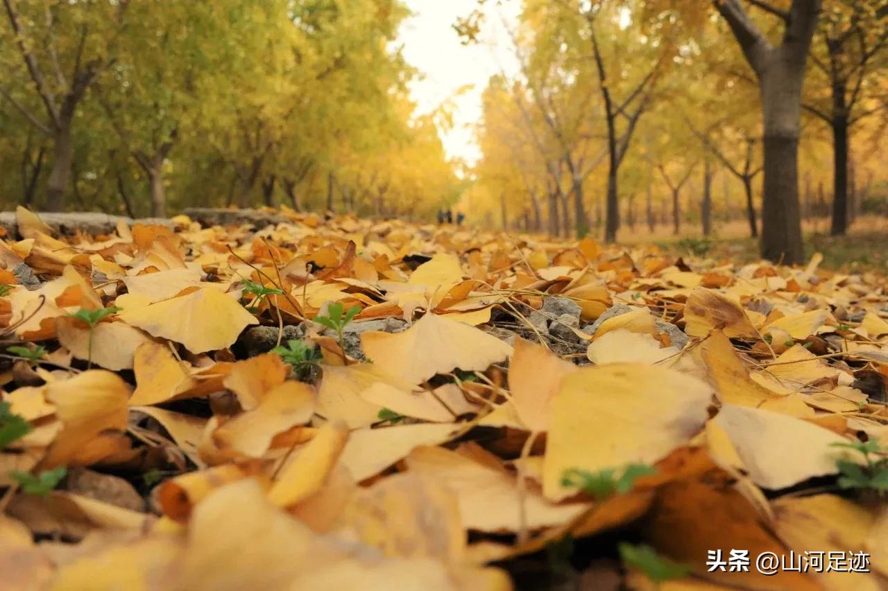 孙膑的出生地,孙膑封地陈干故里