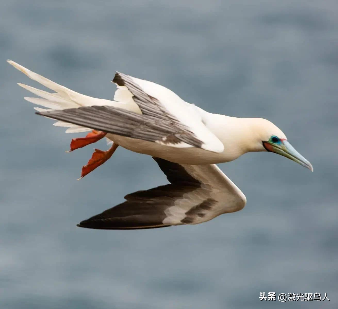 鸟类对人类还有哪些好处呢,人类没有了动物会怎样