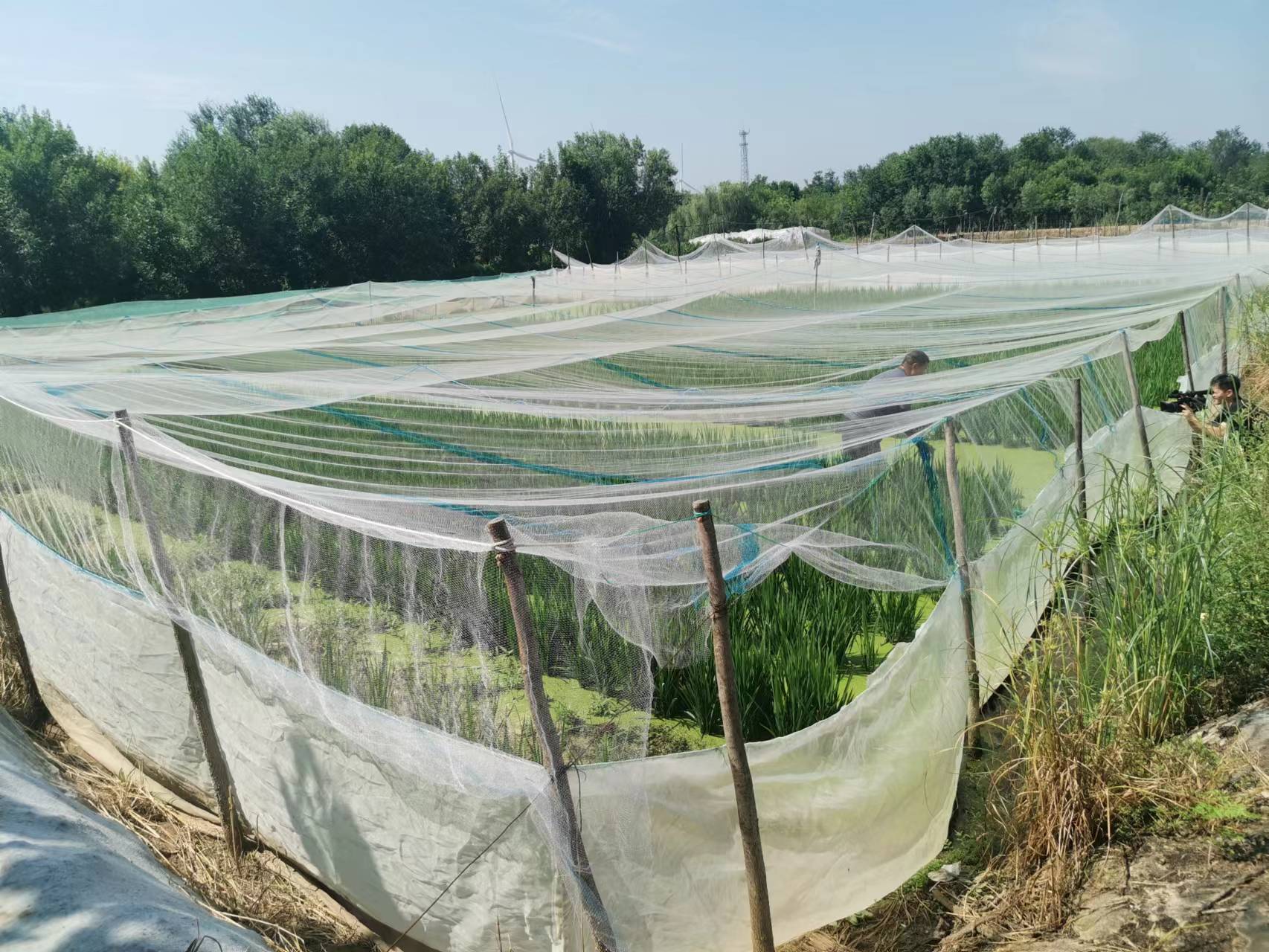 稻田里巧养水蛭助力乡村振兴,稻田养殖水蛭投资方案