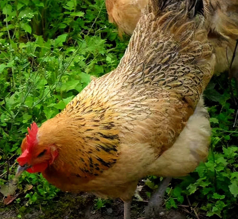 土鸡真的受欢迎吗,养土鸡的前景和注意事项