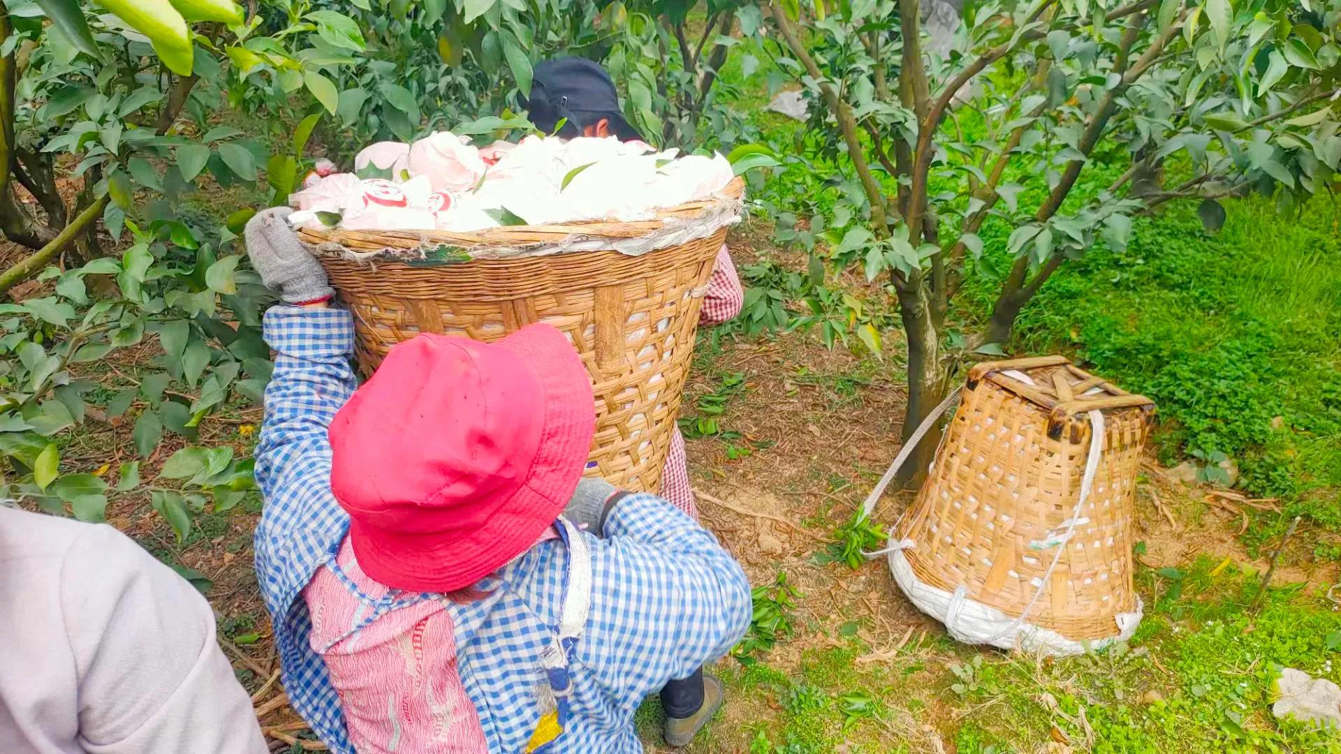 柑橘购买与销售,柑橘买卖