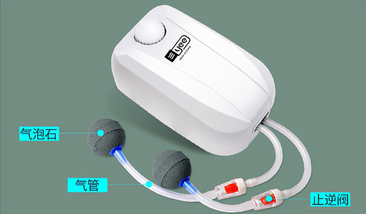 孔雀鱼怎样养会越养越多,为什么大孔雀鱼越养越少