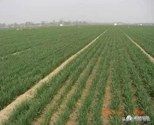 作物增产小技巧,农作物增产剂配方