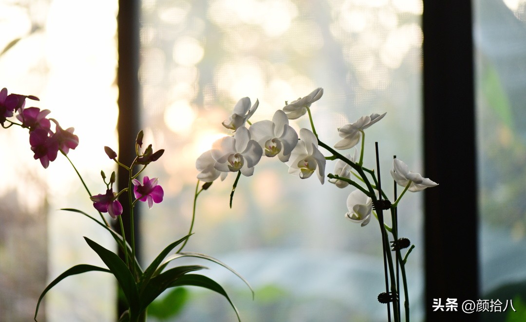 天冷怎么注意植物冻死,植物怕冷怎么过冬