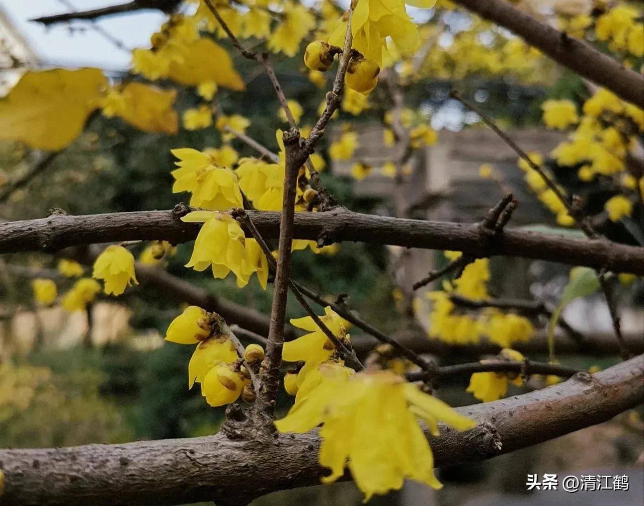 蜡梅夏季管理,秋季腊梅管理