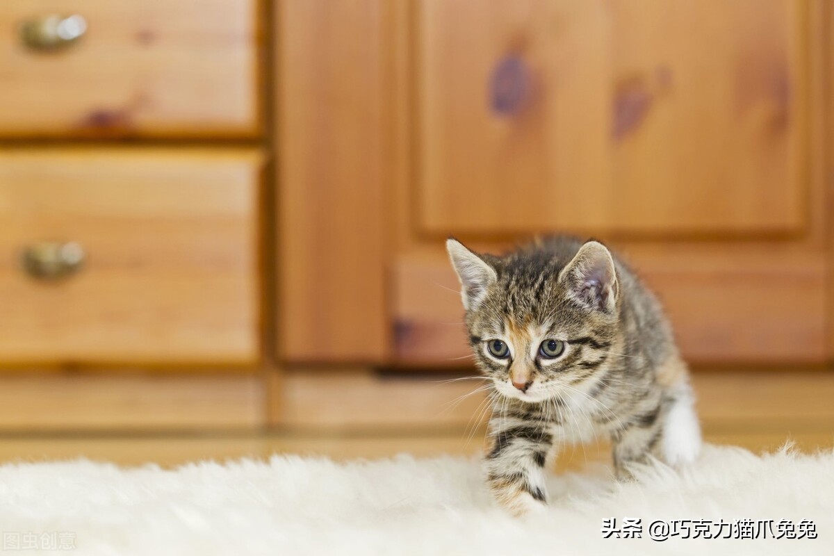 养猫感觉喉咙有毛,养猫感觉屋里味道难闻有危害