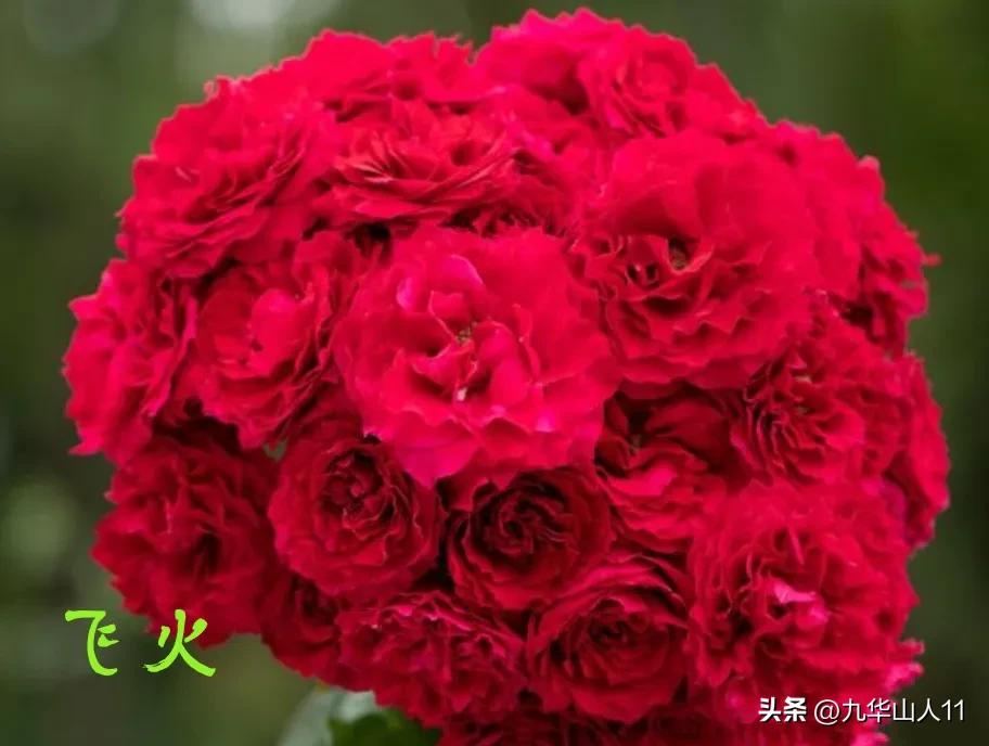 天狼无刺多头月季品种有哪些,天狼十大藤本月季排名