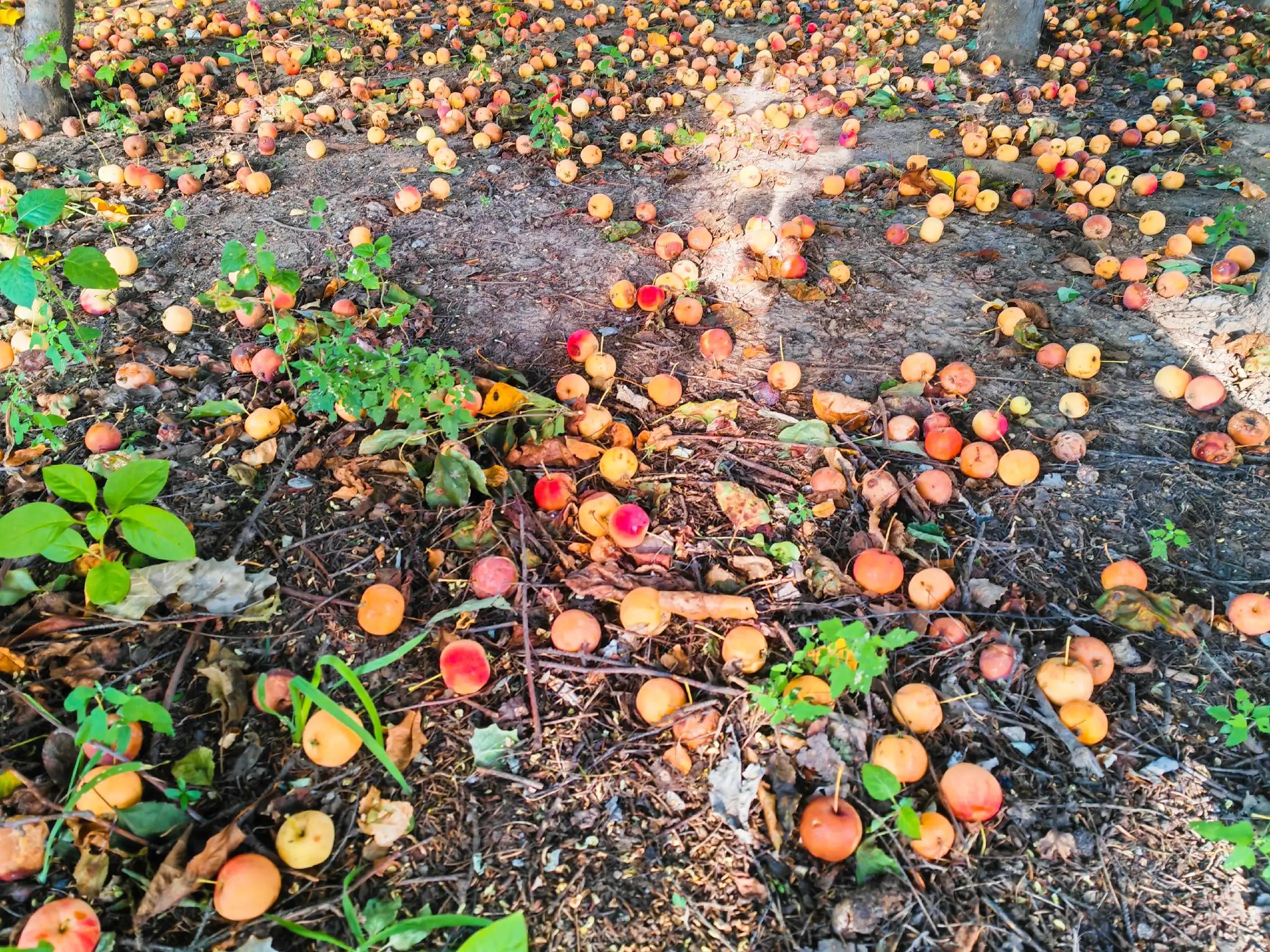 沙果——割不断的乡愁之五