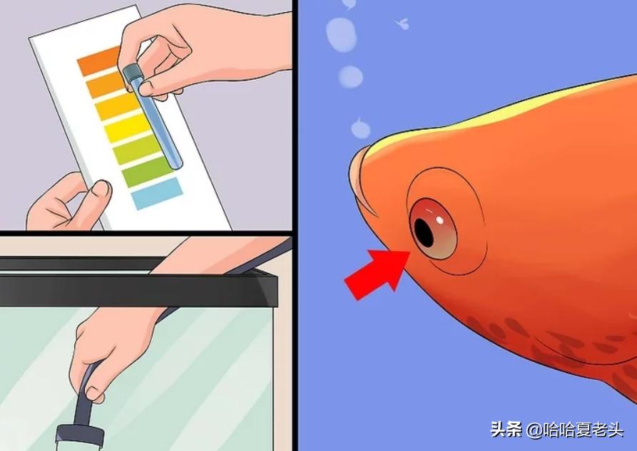 怎样拯救要死的斗鱼,怎么抢救奄奄一息的斗鱼