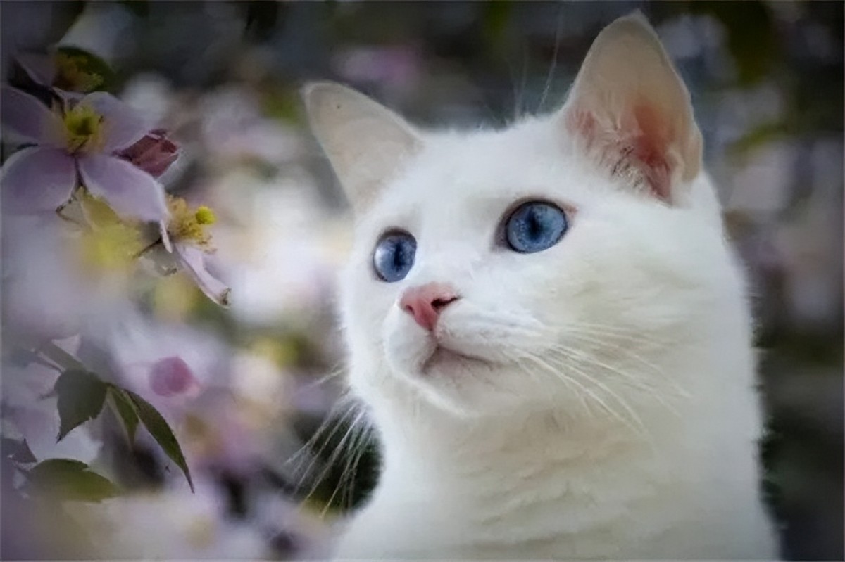 李时珍为什么说猫不能吃,中国人为什么不吃猫