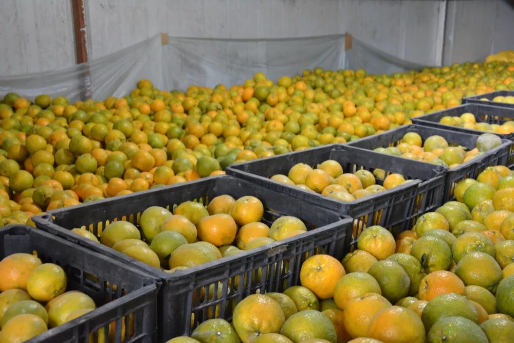 瓯海区的瓯柑,瓯柑市场前景如何