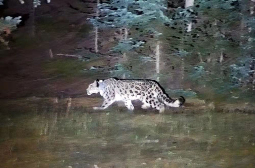 宁夏贺兰山保护区又发现一只雪豹,宁夏贺兰山时隔66年重现雪豹