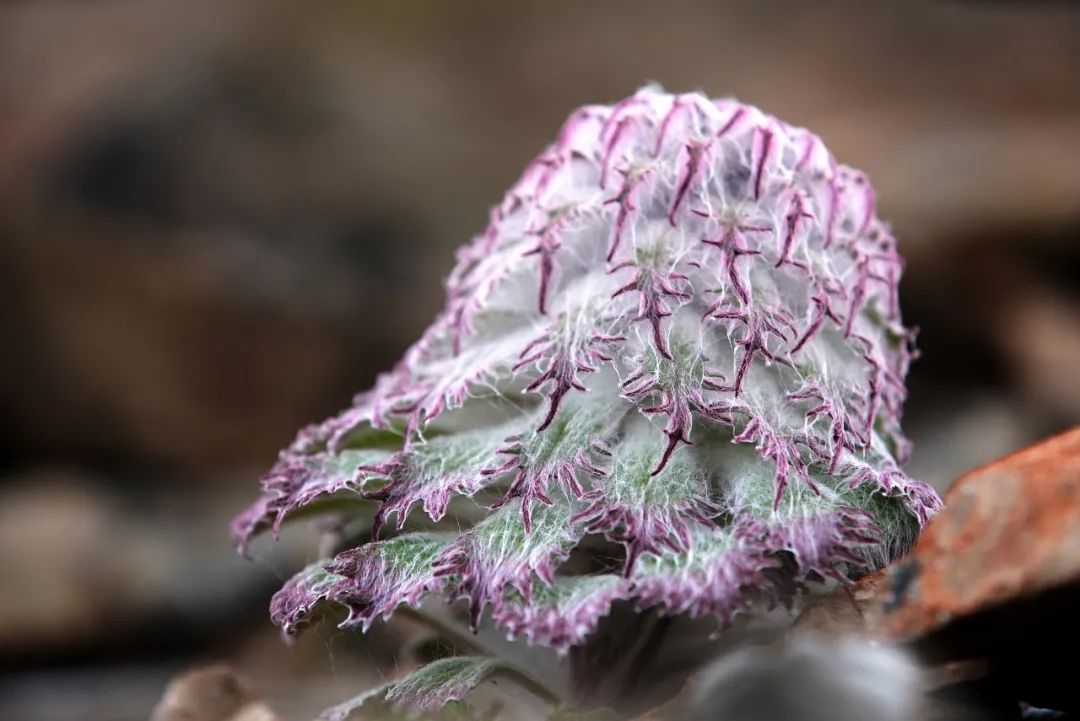 新物种有哪些,新物种是怎么凭空出现的