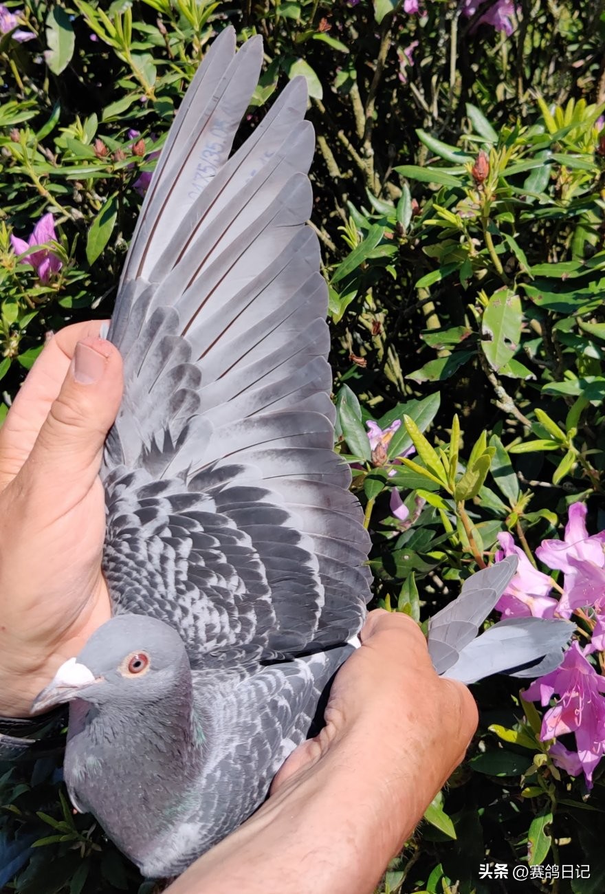 乔斯佛卡门原始种鸽是什么品种,乔斯佛卡门种鸽好用不