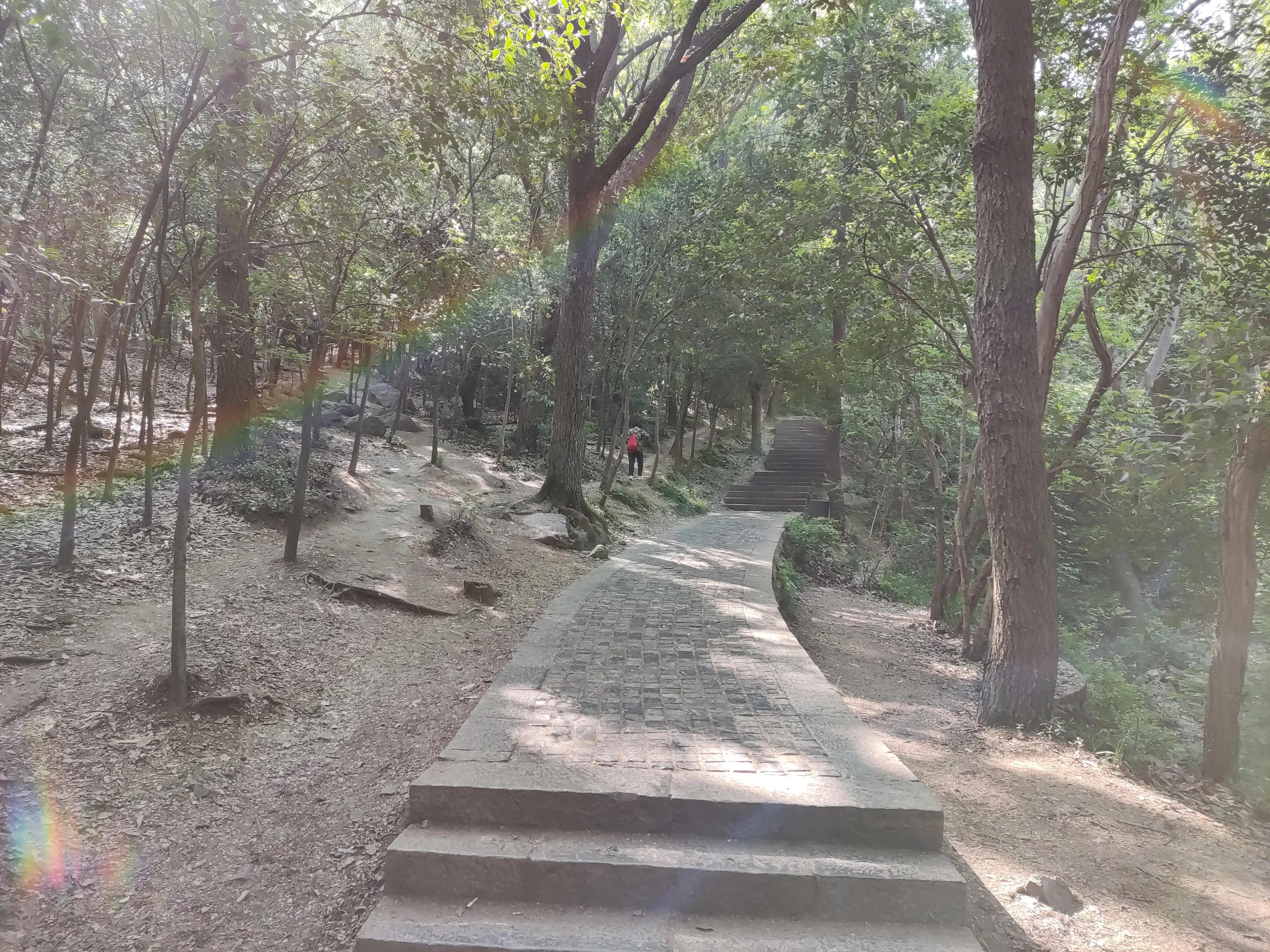 紫金山上的树有多久历史了,山上最难得的古树