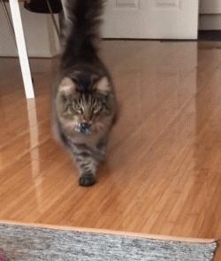 如何正确饲养挪威森林猫,挪威森林猫怎么喂养好