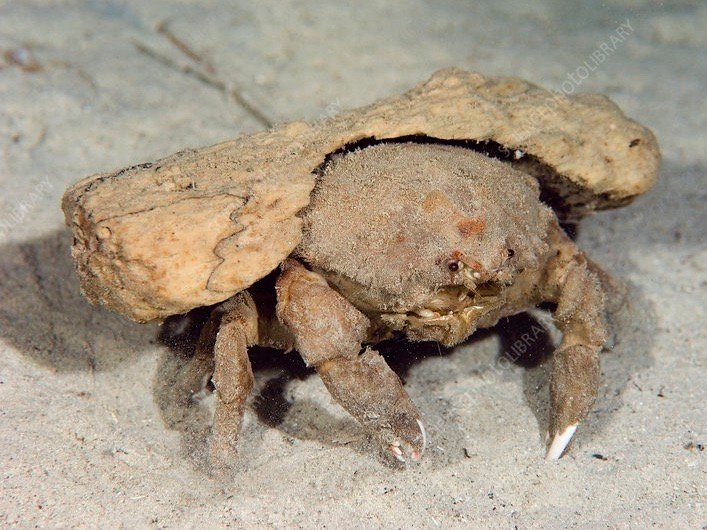 体型最大的乌龟有多大图片,背扁平的乌龟是什么龟