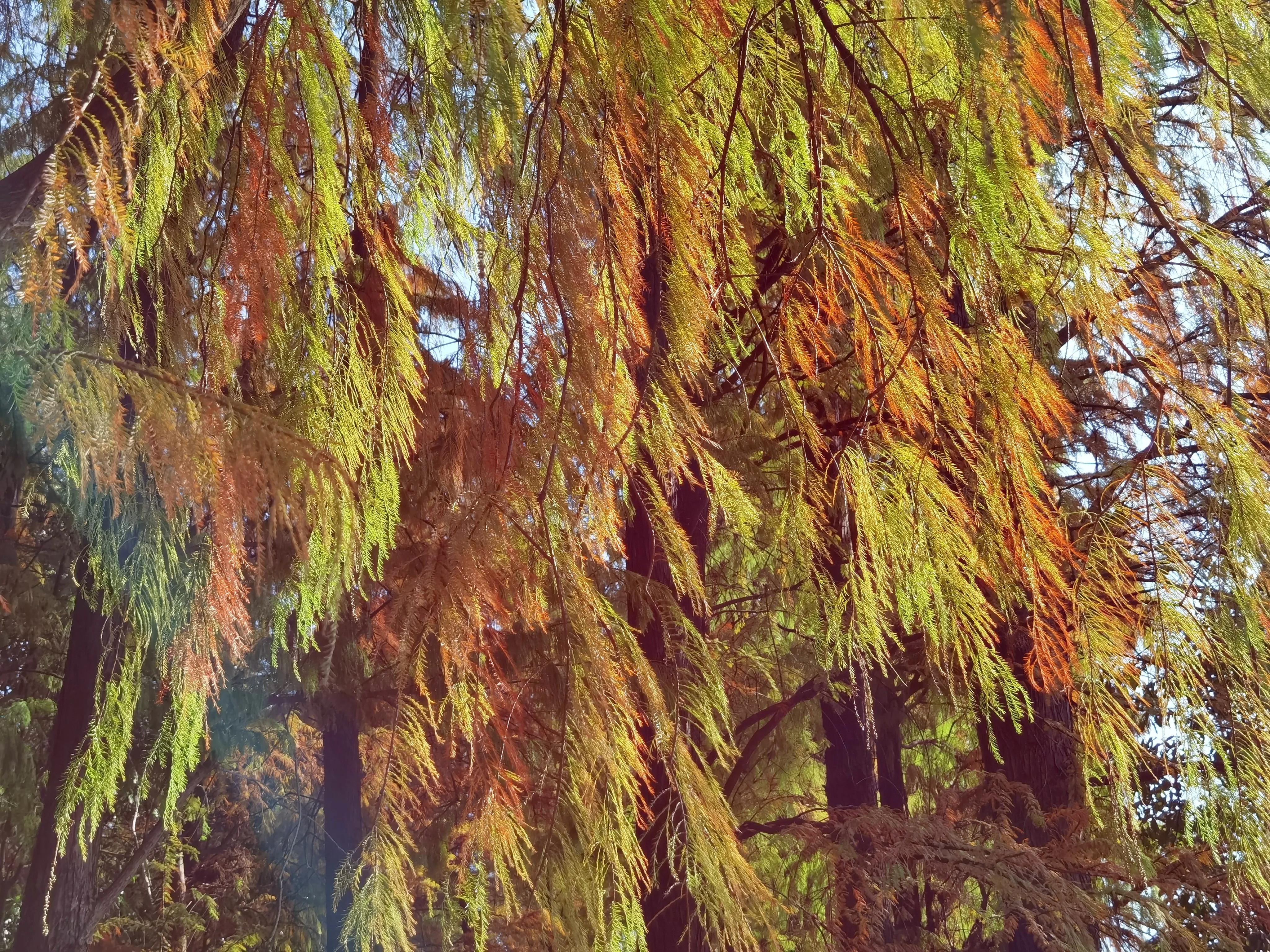 桂林的桂湖在哪里,桂林两江四湖之桂湖