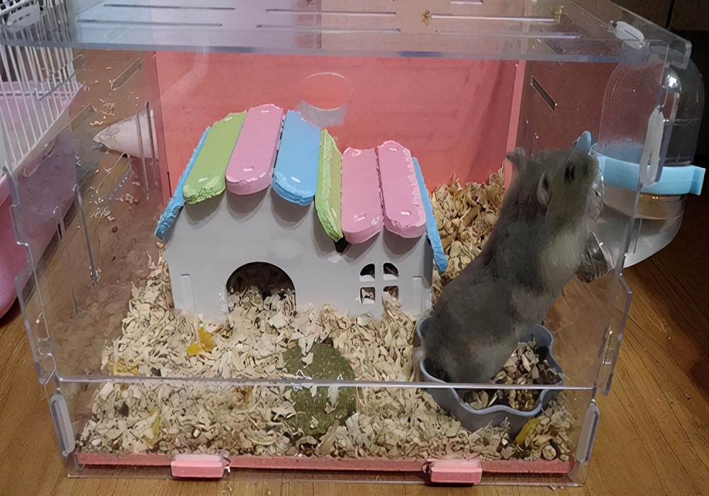 宠物仓鼠的正确饲养方法,新手养仓鼠仓鼠拉屎怎么办