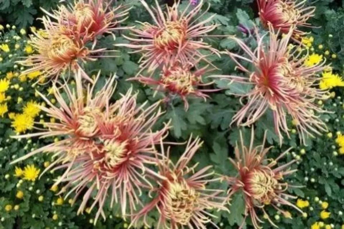 不是花中偏爱菊菊花开尽更无花,不是花中偏爱菊只是花开尽更无花