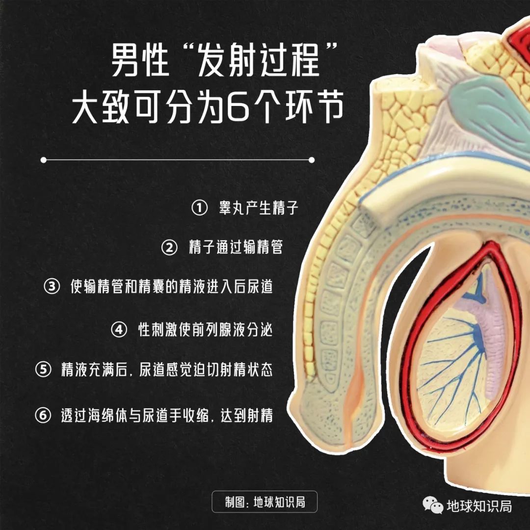 *慰自**太多，会变短么|地球知识局