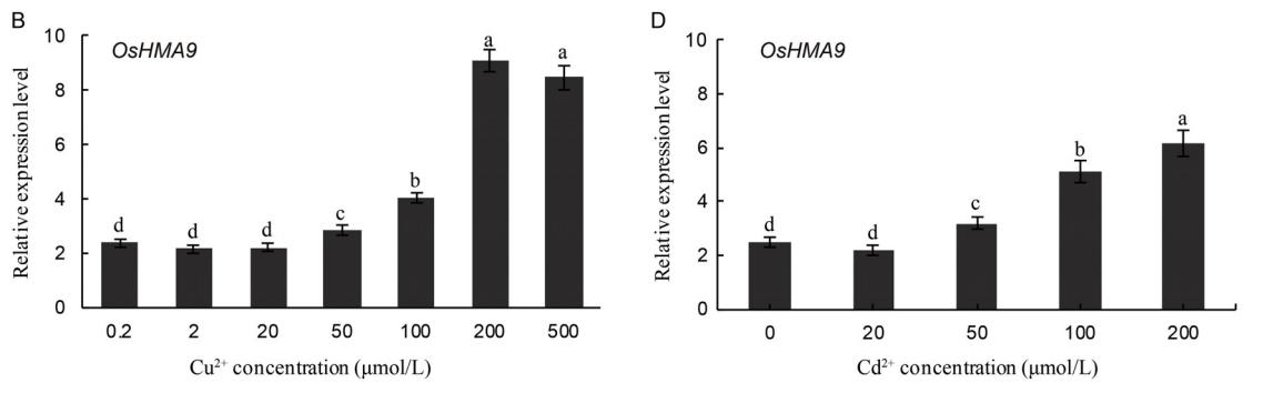 现代农业研究：水稻重金属P型ATP酶OsHMA6可能是铜外排蛋白