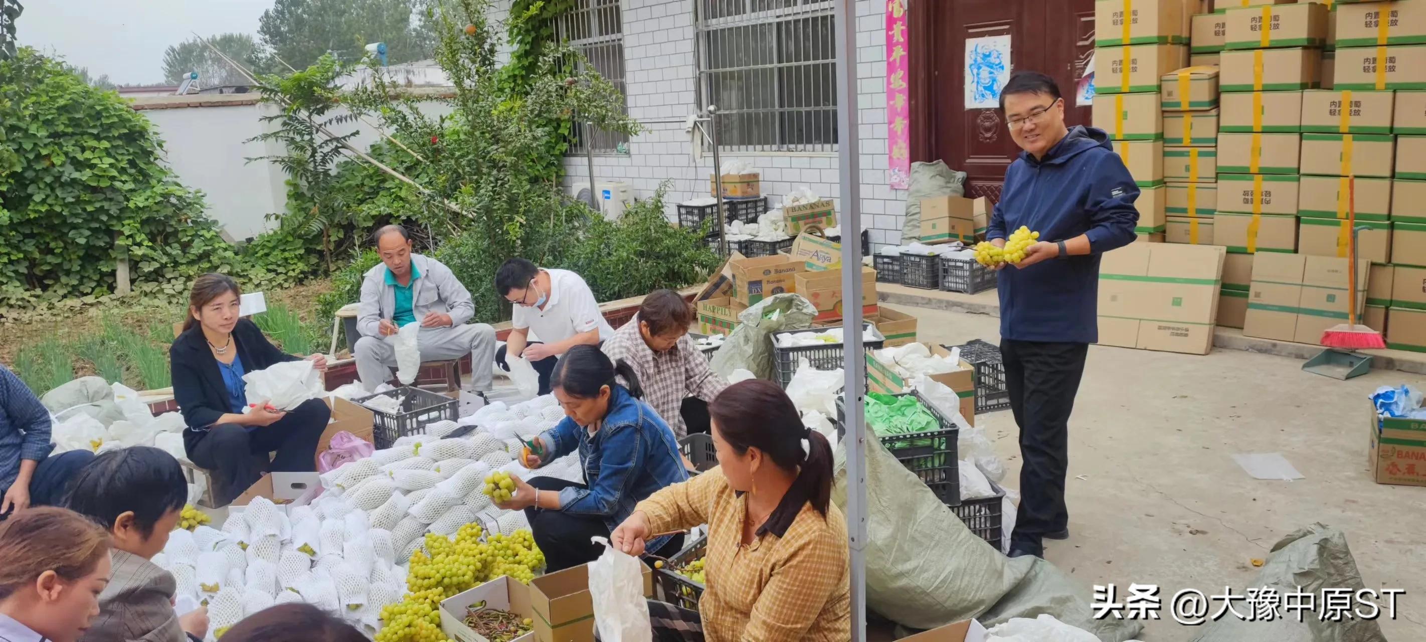 铺就乡村振兴路开出致富幸福花,驻马店汝南县金铺镇产业
