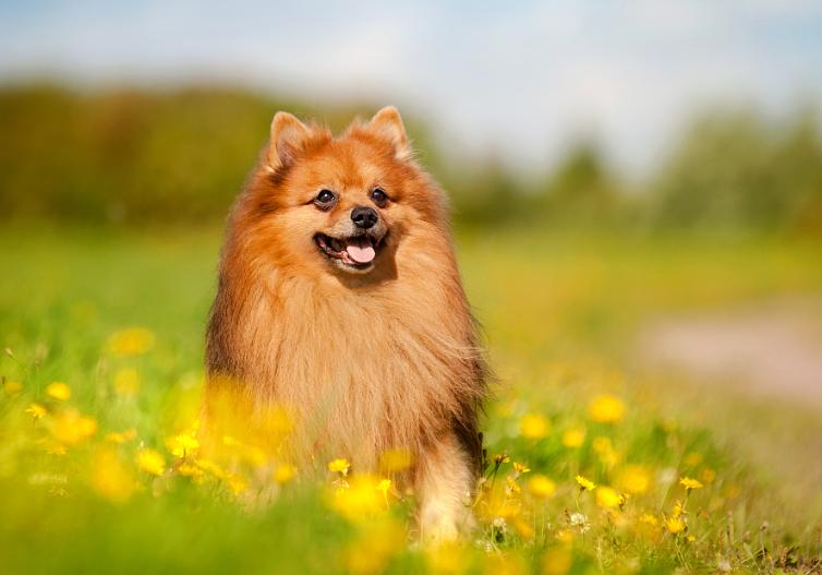 在线养宠：狗狗钙片怎么喂狗狗的钙片该怎么喂？