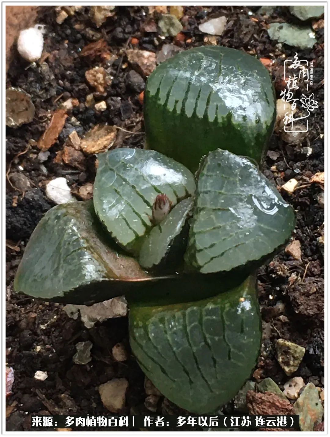 我若不弃，愿你不负我所期