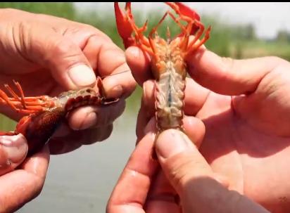 小伙养龙虾,小伙养十只大龙虾