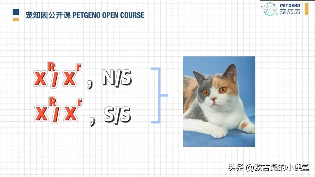 白斑基因可控吗,白斑基因优势