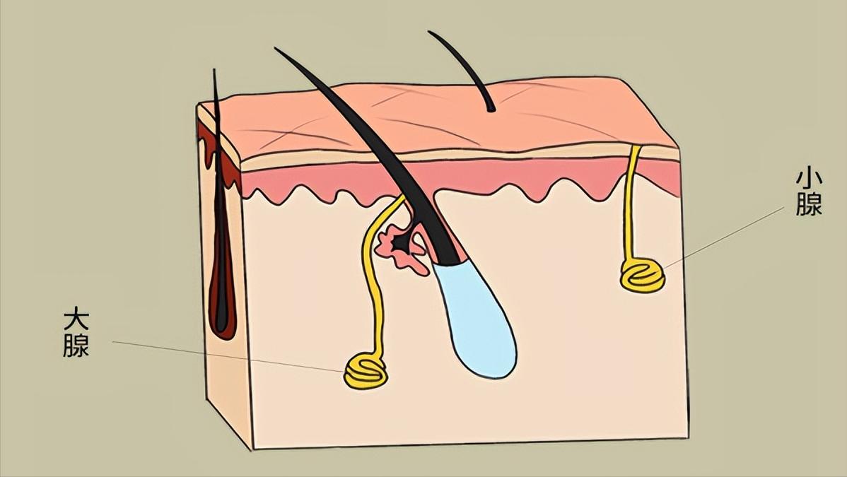 爱出汗和不爱出汗的人哪个更健康,爱出汗和不爱出汗的人都是病吗