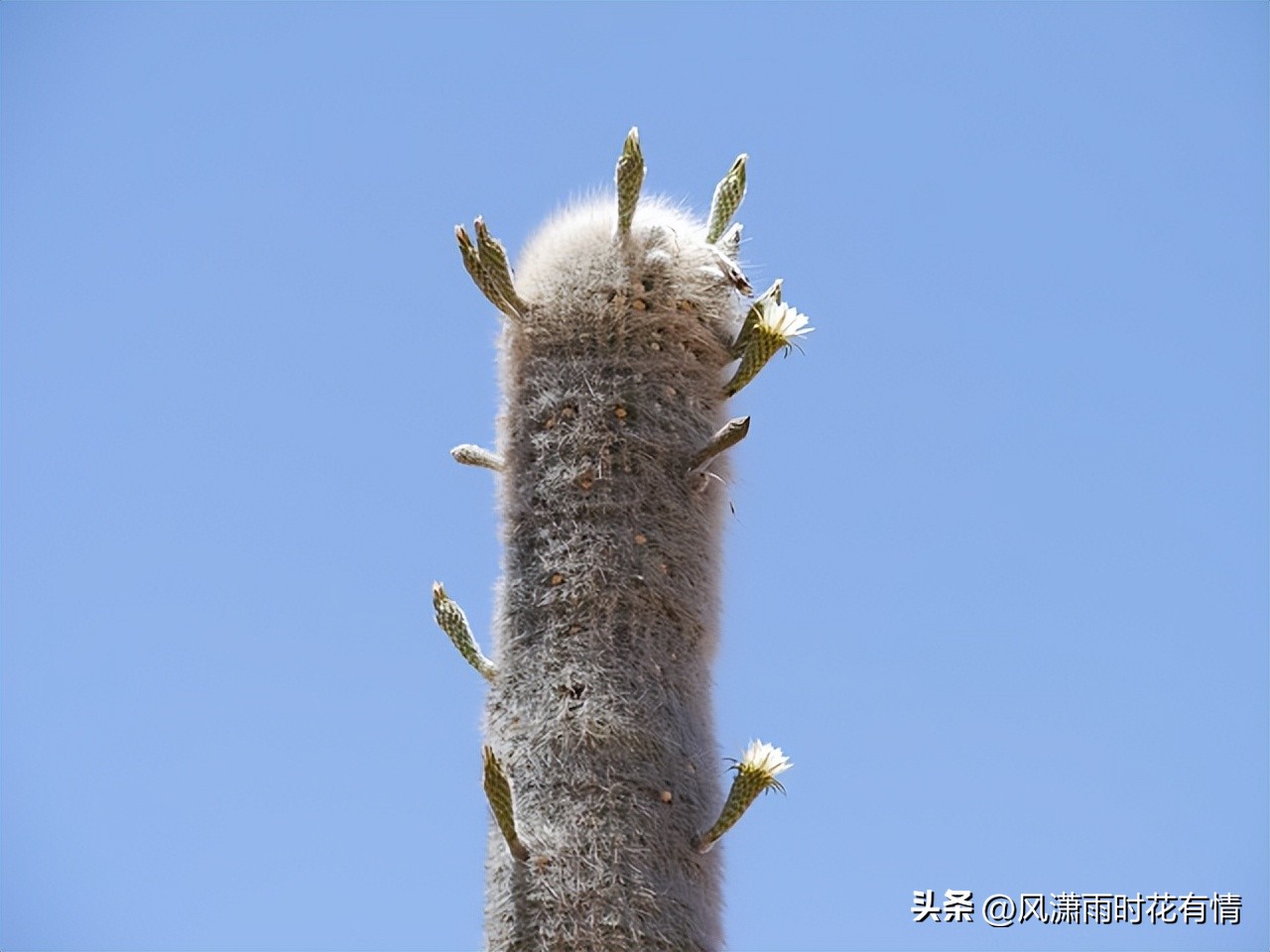 长得很高的仙人掌种类,仙人掌果的种类有哪些
