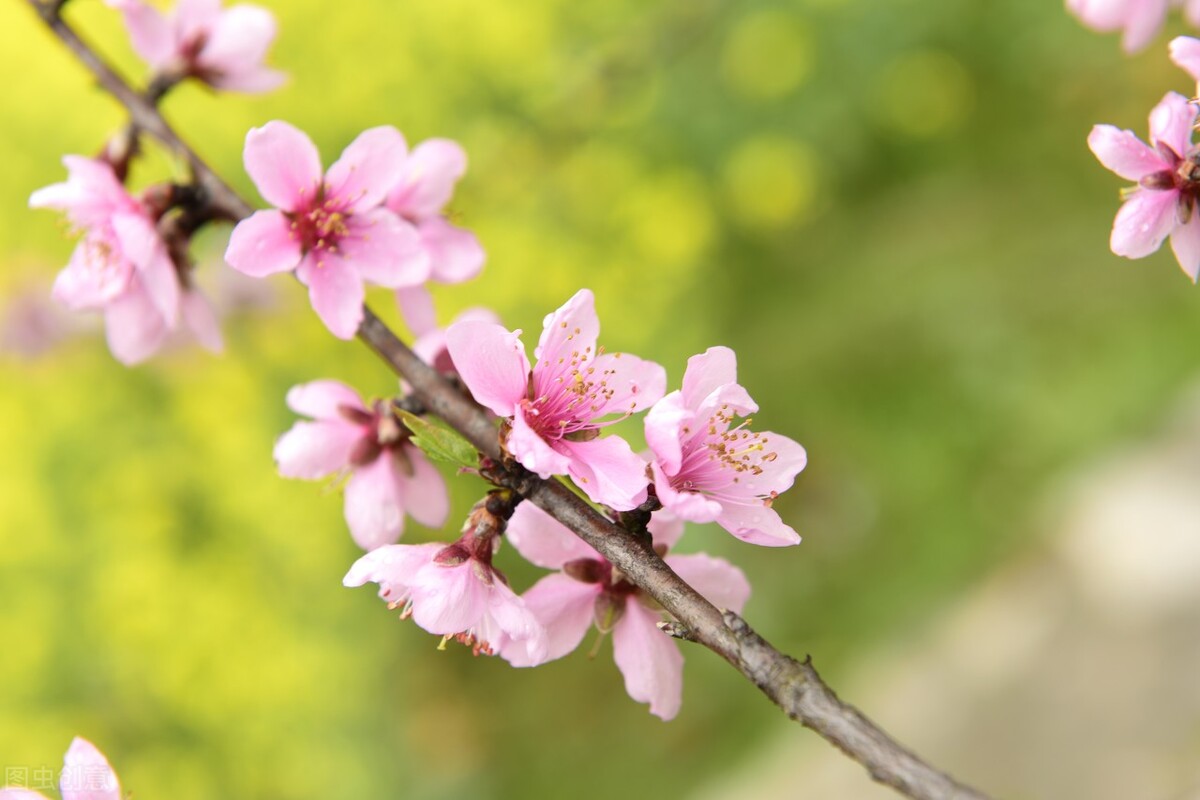 皖南赏花排名,安徽皖南春光好赏花正当时