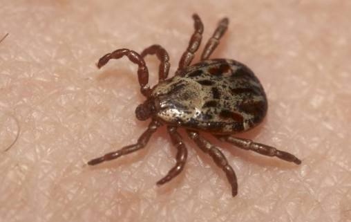 野外活动用什么药防蚊子,夏天户外出游要警惕这种虫子