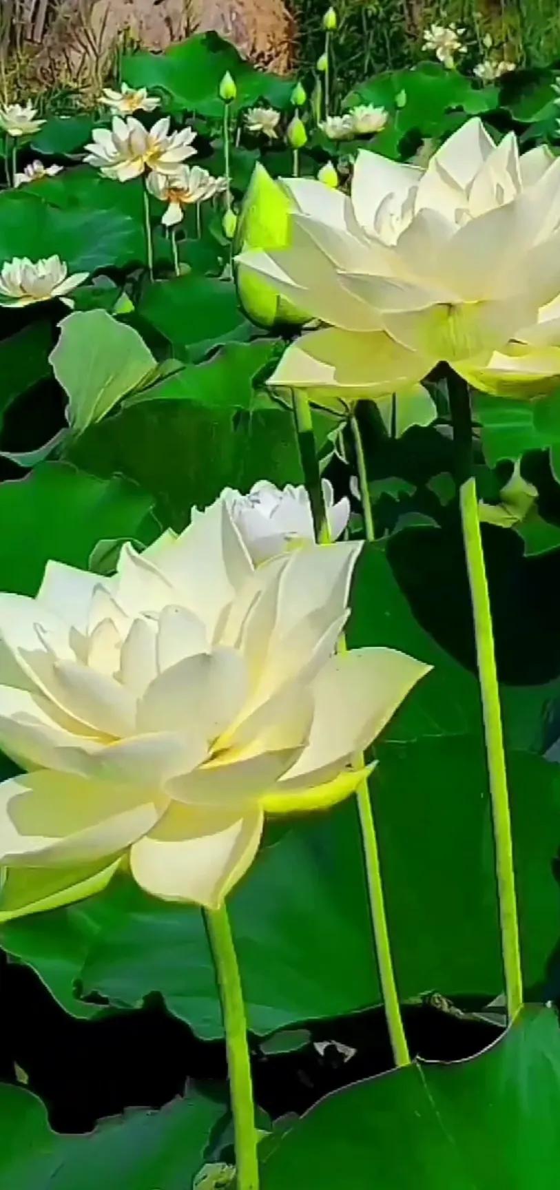 夏日美丽的荷花图片,荷花图片配上字映日荷花别样红