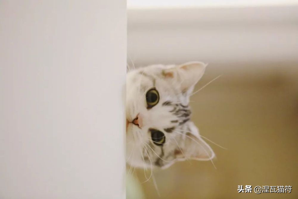 美短棕虎斑成年猫多少钱,美短虎斑猫有白毛领