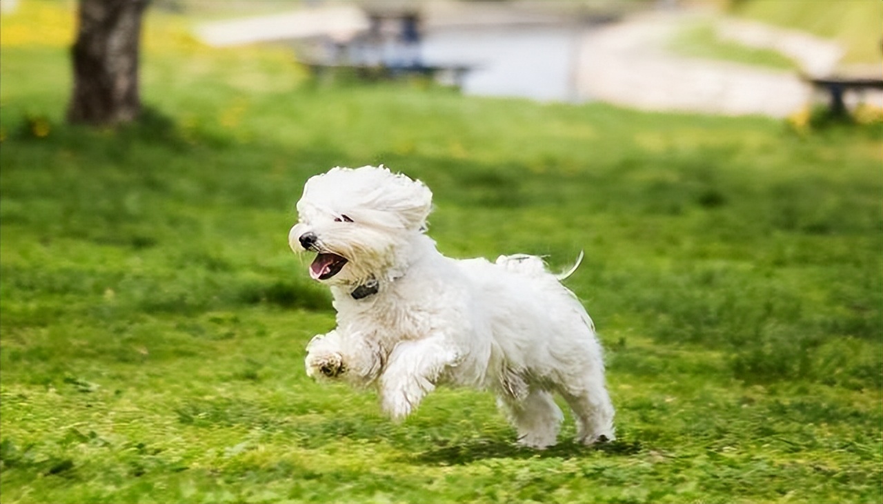 三四个月的比熊有什么表现,7个月的比熊应该是什么样的