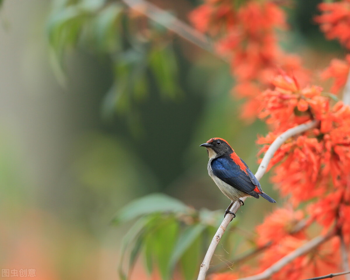 手机壁纸幸福像花儿一样图案,手机壁纸花的唯美