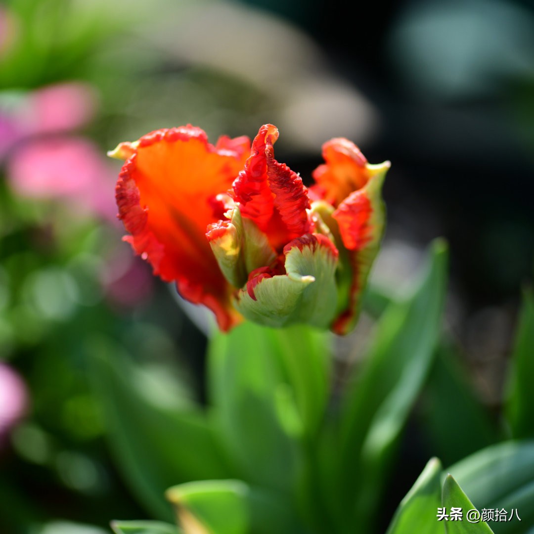 盘点今年河马花园里最美的几款郁金香|园丁