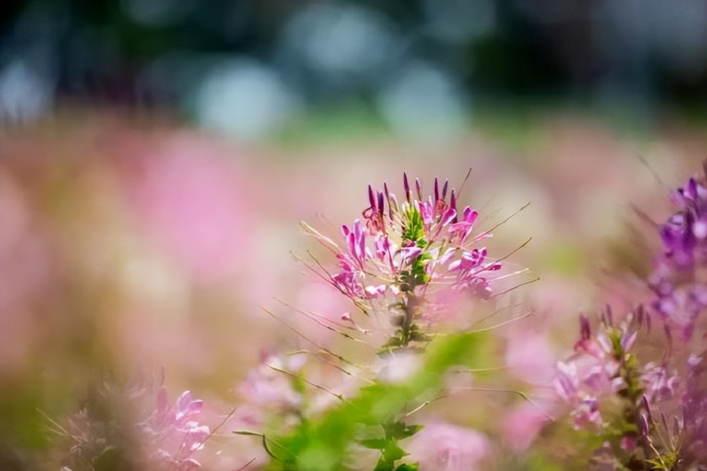 女人喜欢称呼异性哥哥是什么原因,女人称呼女人为哥哥是什么意思