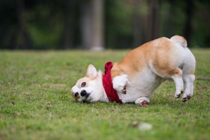 家有瓜娃子,狗腿瘸了治疗费用