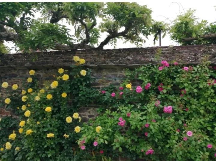 法国玫瑰花园,法国玫瑰花香沐浴露正品