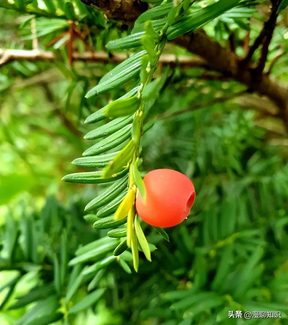 红豆杉中控制紫杉醇形成的结构,紫杉醇有几种有啥区别