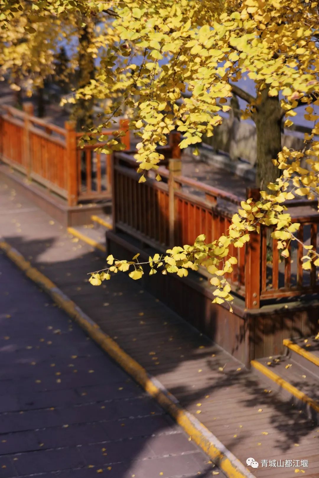 抓住秋天的尾巴！都江堰必打卡的8大晚秋好去处，步青山观烟岚云岫、入古城拾千年烟火，来过都会爱上