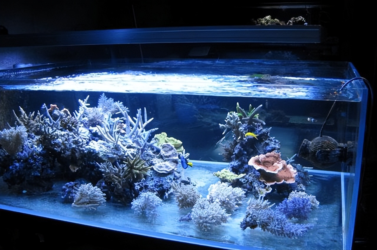 鱼缸灯养龟起什么作用,观赏鱼鱼缸灯怎么选