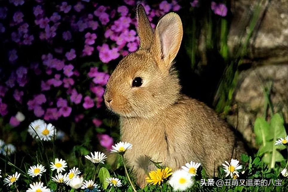 兔子便便发粘,兔子便便硬而小